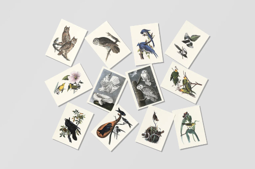 Birds of America Postcards 1827-1838