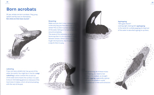 Andrea Antinori - A Book About Whales