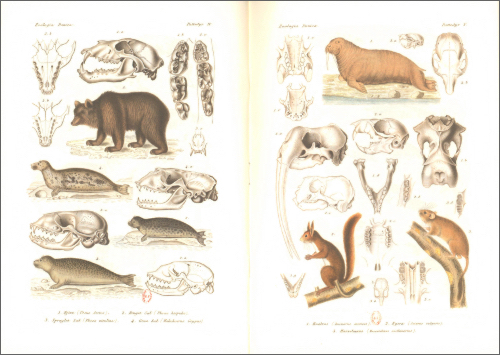Notebook Zoologica Danica Notebook Zoologica Danica