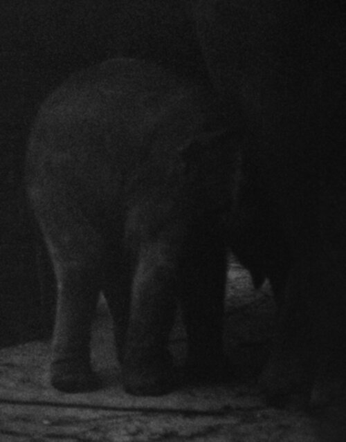 Charlotte Dumas — Entendue Charlotte Dumas — Entendue