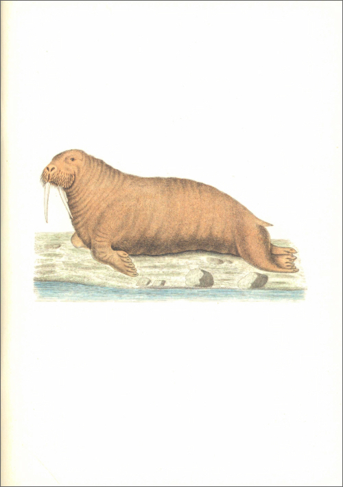Notebook Zoologica Danica