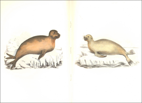 Notebook Erebus and Terror in Antartica