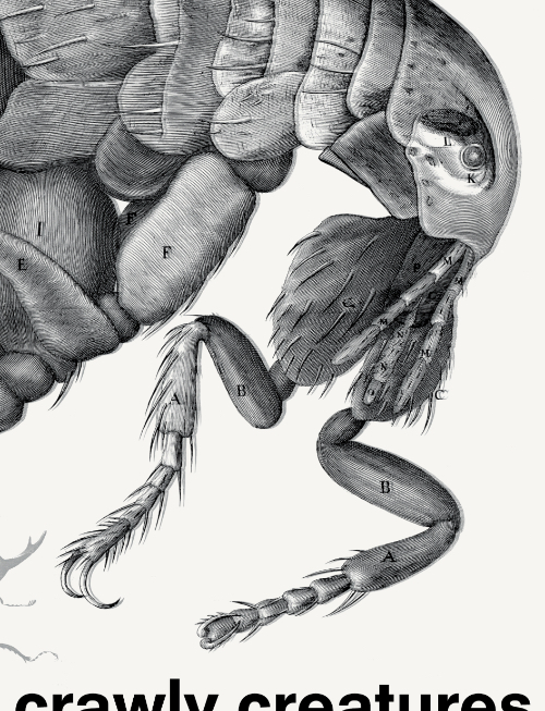 Crawly Creatures - Depiction and Appreciation of Insects and other Critters in Art and Science