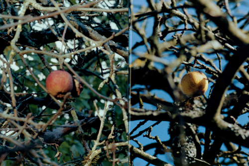 Brigham Baker - Only Apples