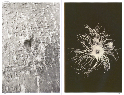 Robert Zhao Renhui: Seeing Forest, Volume 2 of 2