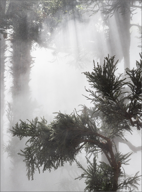 Ben Thorp Brown - Cura’s Garden