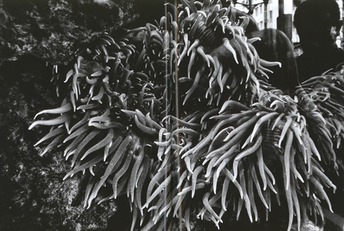 Daido Moriyama: Record 39 Daido Moriyama: Record 39
