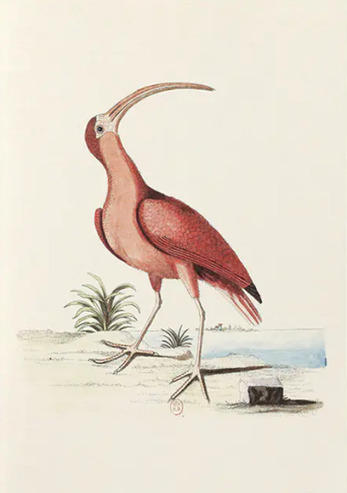 Notebook Recueil de divers oiseaux