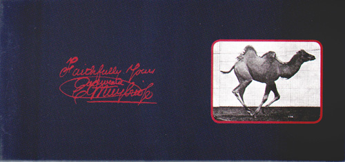 Muybridge Bactrian Camel Galloping