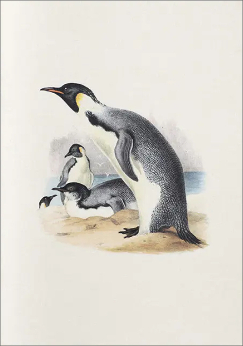 Notebook Erebus and Terror in Antartica